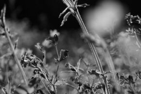 Protection de la biodiversite