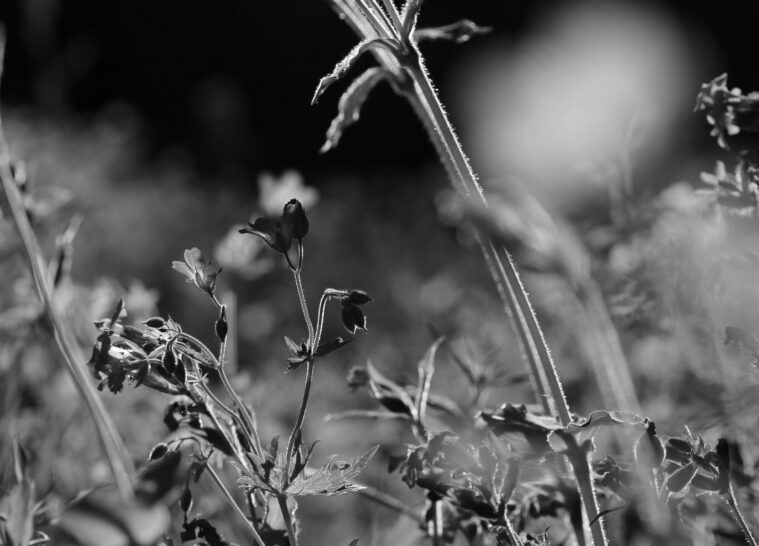 Protection de la biodiversite