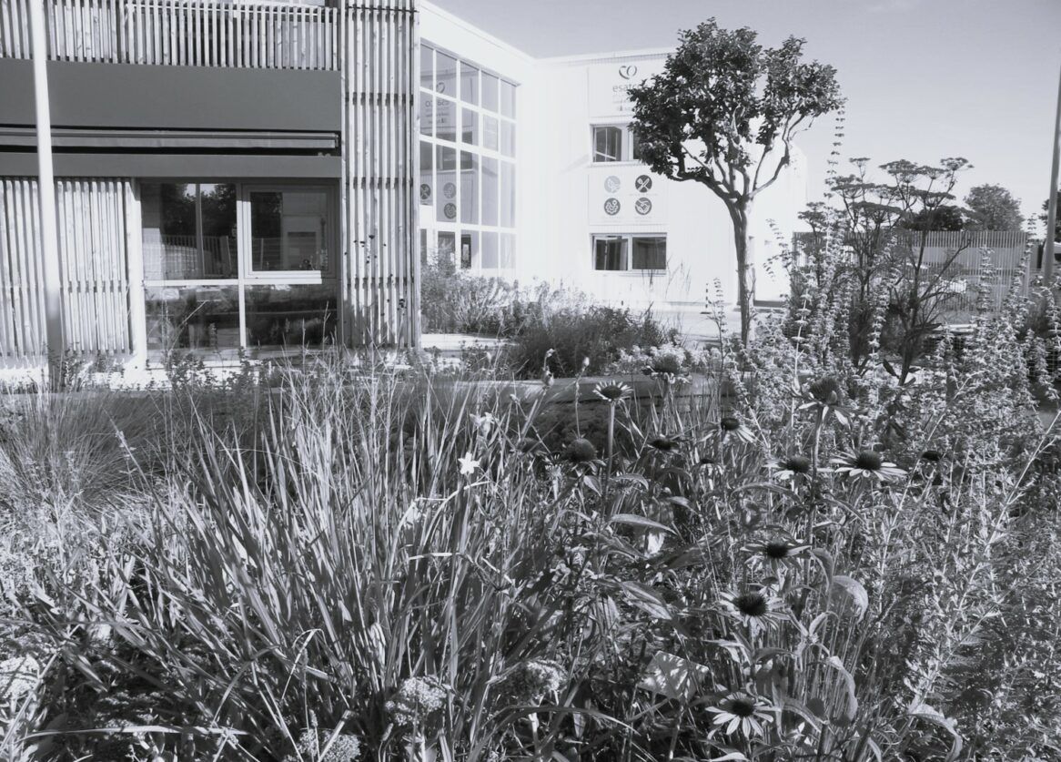 Esatco thouaré débitumer et renaturer pour favoriser la biodiversité
