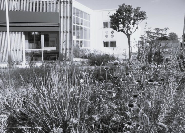 Esatco thouaré débitumer et renaturer pour favoriser la biodiversité