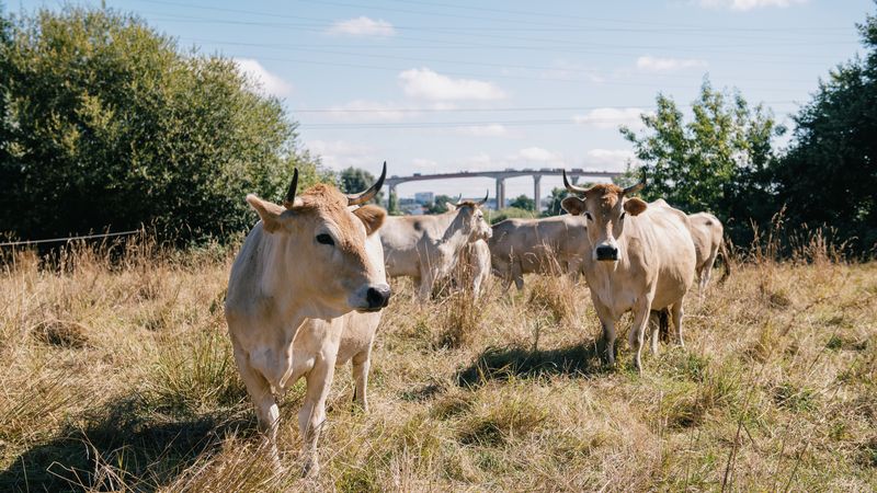 Vaches nantaises, près du pont de Cheviré.